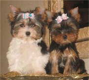 Top Quality T-cup Yorkie Puppies For Adoption 